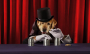 Dog Magician